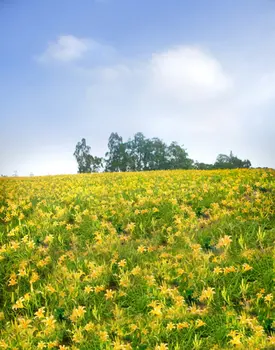 Пейзаж Желтые цветы Дерево фотофоны реквизит для фотосъемки студийный фон 5x7 футов
