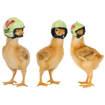 Шлем для домашних цыплят на ферме, шлем для защиты от Солнца и дождя, милый шлем для кур, Защитное снаряжение для курятника на открытом воздухе, Аксессуары для цыплят