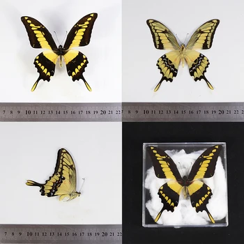 Papilio thoas настоящий образец бабочки украшение дома DIY ремесла школьное образование научно-популярные подарочные статуэтки для украшения