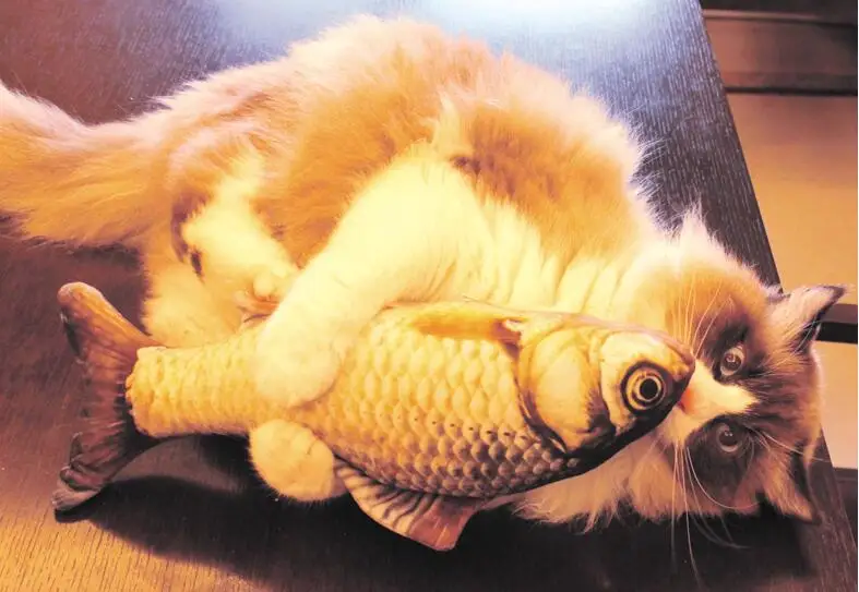 20 см Игрушка-рыбка для кошек в форме рыбы, доска для царапин для кошек, когтеточка, плюшевые игрушки для кошек, игрушки для домашних животных, товары для домашних животных . ' - ' . 4